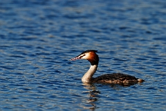 David Plant Photography - Wildlife Photographer - Great crested grebe - B
